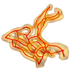 Simulation of transport in microvascular networks (doi:10.1126/sciadv.aav6326)