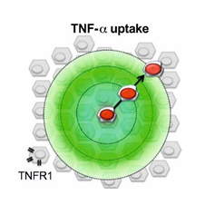 protein uptake diagram